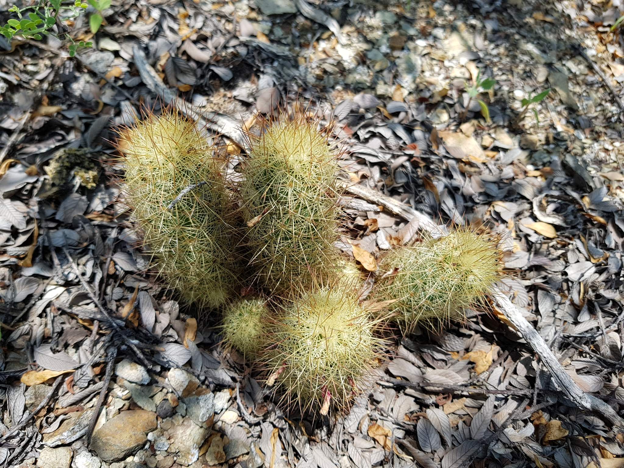 Mammillaria elongatha